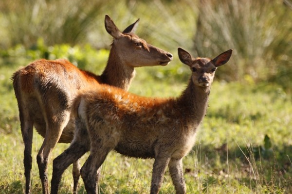 Sulle tracce del Cervo della Mesola