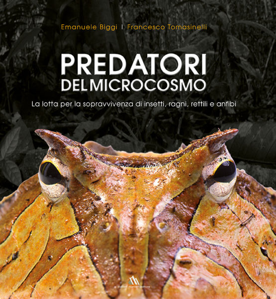 Predatori del microcosmo, la lotta per la sopravvivenza di insetti, ragni, rettili e anfibi